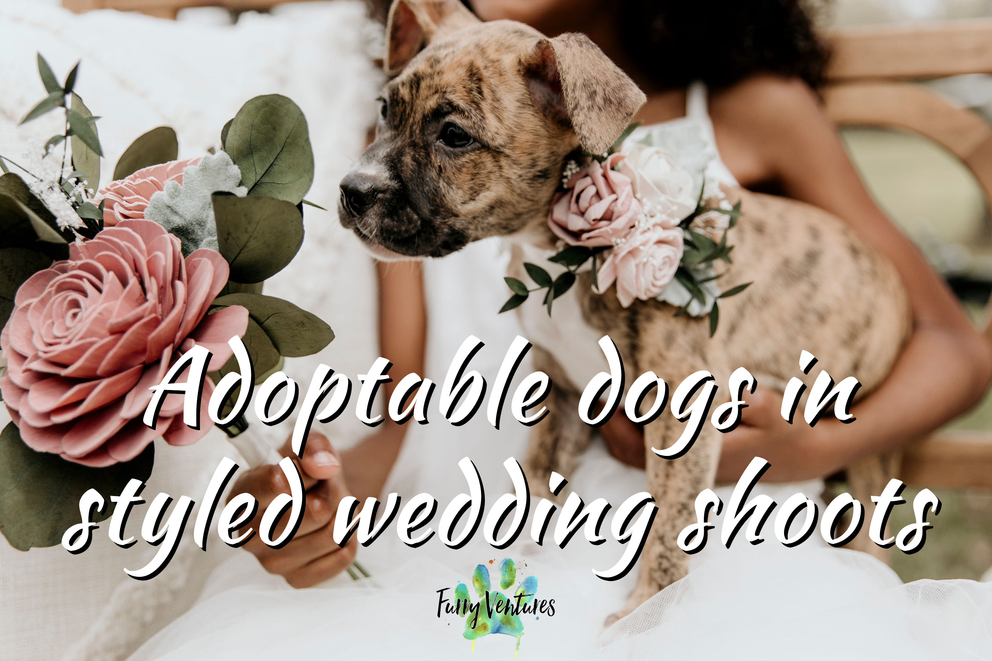 Furry Ventures Wedding Pet Care