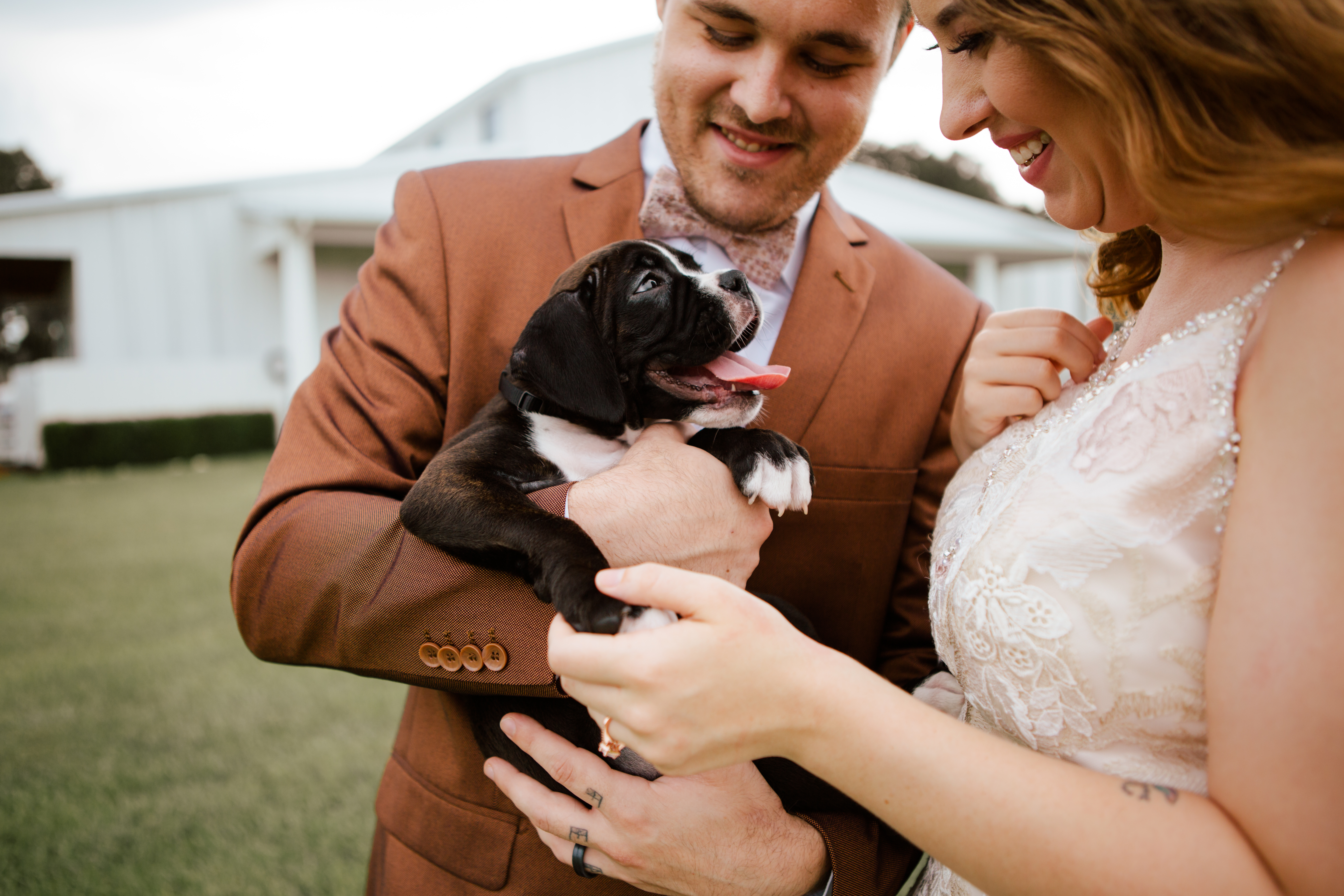 Boxer dog in wedding-Furry Ventures